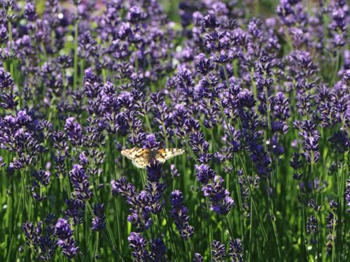 Lavandula angustifolia 'Munstead' - Image 1