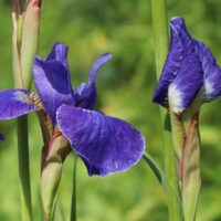 Iris sibirica 'Silver Edge'