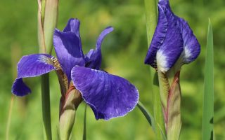 Iris sibirica 'Silver Edge'
