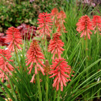 Kniphofia uvaria 'Poco Red'