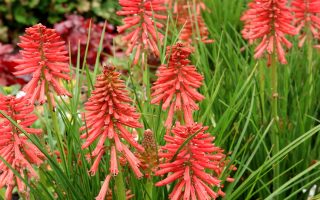 Kniphofia uvaria 'Poco Red'