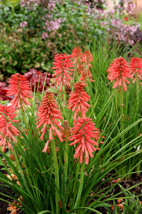 Kniphofia uvaria 'Poco Red' - Obrázek 1