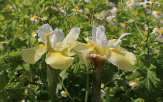 Iris sibirica 'Butter and Sugar'