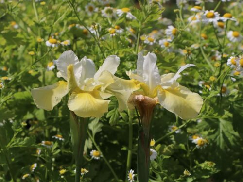 Iris sibirica 'Butter and Sugar' - Image 1