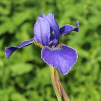 Iris sibirica 'Perry s Blue'