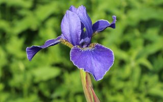 Iris sibirica 'Perry s Blue'