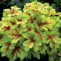 Heucherella 'Mojito'