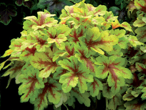 Heucherella 'Mojito' - Obrázek 1