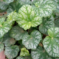 Heuchera americana 'Dales strain'