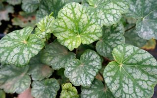 Heuchera americana 'Dales strain'