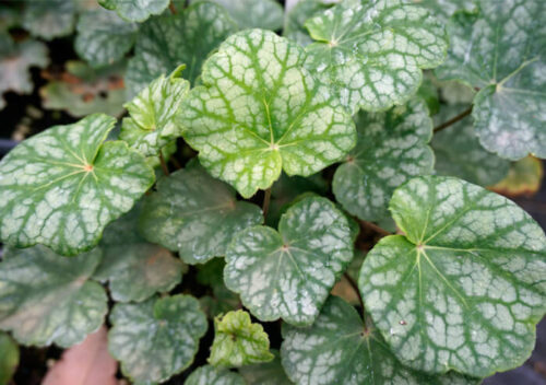 Heuchera americana 'Dales strain' - Obrázek 1