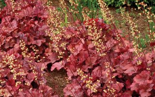 Heuchera 'Root Beer'