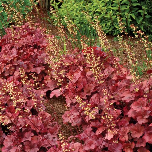 Heuchera 'Root Beer' - Obrázek 1