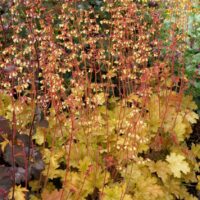 Heuchera 'Ginger Ale'