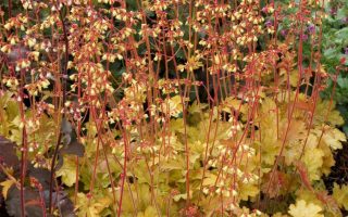 Heuchera 'Ginger Ale'