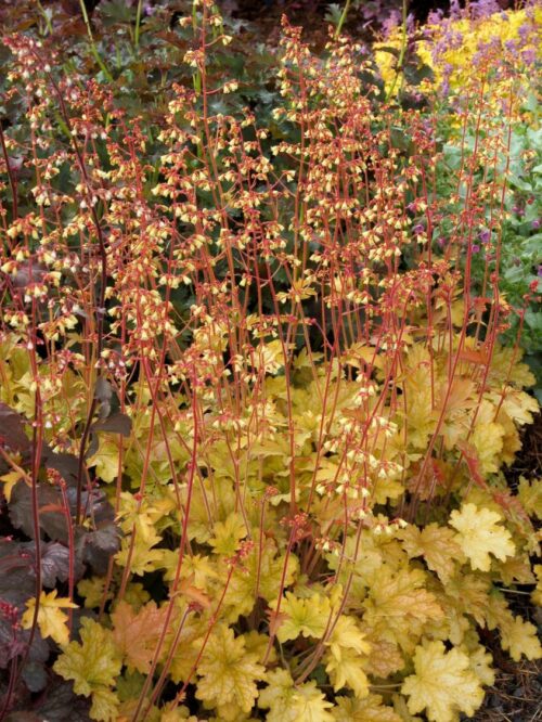 Heuchera 'Ginger Ale' - Obrázek 1