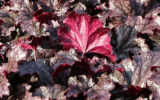 Heuchera 'Georgia Plum'
