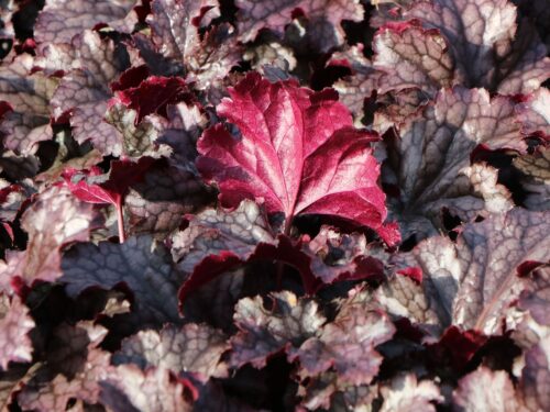 Heuchera 'Georgia Plum' - Obrázek 1