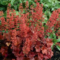 Heuchera ‘Cherry Cola’