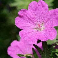Geranium sanguineum 'Tiny Monster'