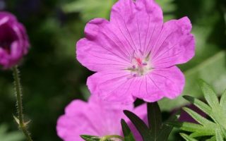 Geranium sanguineum 'Tiny Monster'