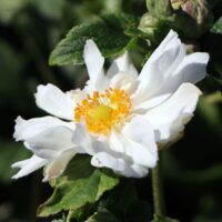 Anemone japonica 'Whirlwind'