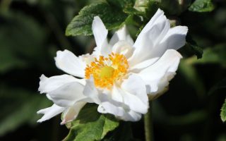 Anemone japonica 'Whirlwind'