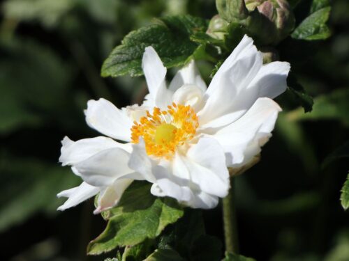 Anemone japonica 'Whirlwind' - Obrázek 1