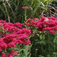 Achillea millefolium ‘Pomegranate’