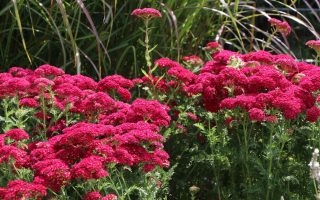 Achillea millefolium ‘Pomegranate’