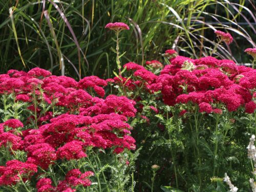 Achillea millefolium ‘Pomegranate’ - Obrázek 1