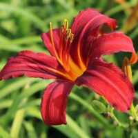 Hemerocallis ‘Crimson Pirate’