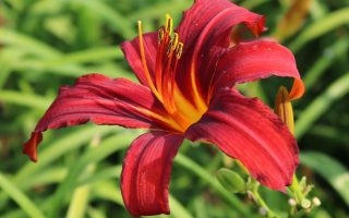 Hemerocallis ‘Crimson Pirate’