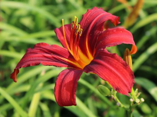 Hemerocallis ‘Crimson Pirate’ - Obrázek 1