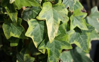 Hedera helix 'Goldchild'