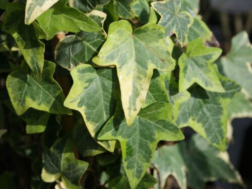 Hedera helix 'Goldchild' - Image 1