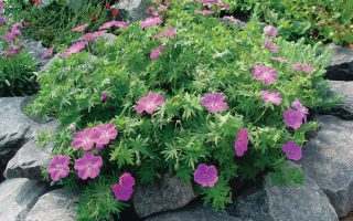 Geranium sanquineum 'Vision Violet'