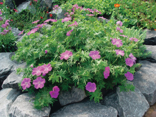 Geranium sanquineum 'Vision Violet' - Image 1
