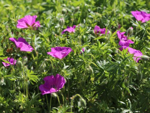 Geranium sanguineum - Obrázek 1