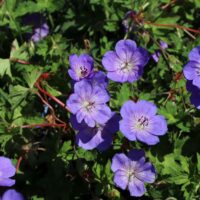 Geranium 'ROZANNE'®