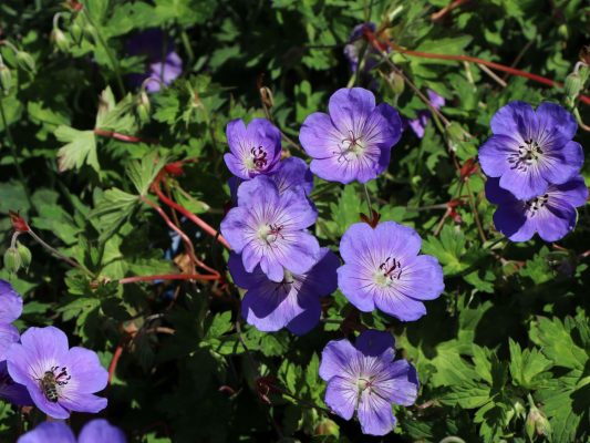 Geranium 'ROZANNE'®