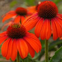 Echinacea ‘Julia’