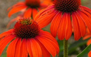 Echinacea ‘Julia’