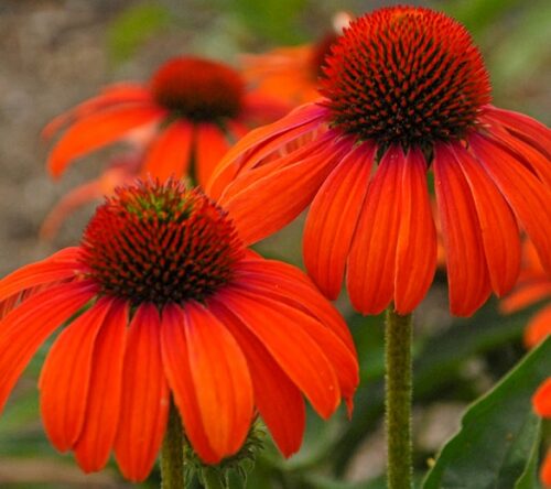 Echinacea ‘Julia’ - Obrázek 1