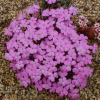 Dianthus microlepis
