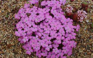 Dianthus microlepis