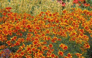 Coreopsis ‘Lightning Bug’
