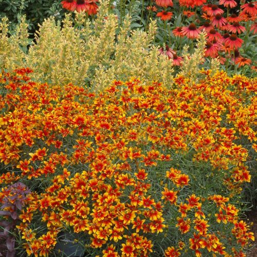 Coreopsis ‘Lightning Bug’ - Obrázek 1