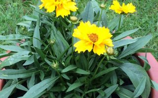 Coreopsis grandiflora ‘Illico’