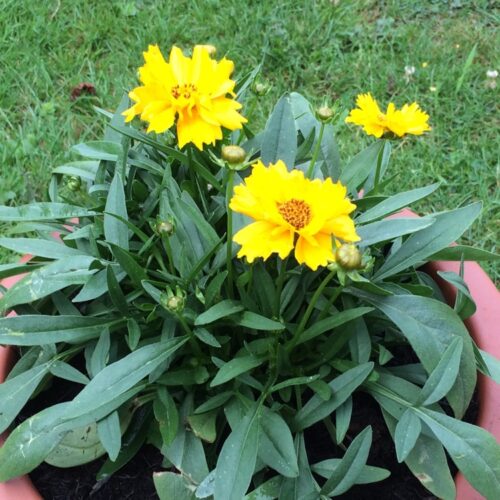 Coreopsis grandiflora ‘Illico’ - Obrázek 1